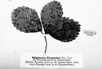 Mycosphaerella fragariae image
